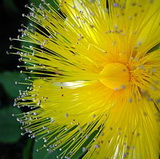 Örökzöld orbáncfű virág kép