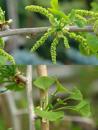 Ginkgo porzós és termős virágai kép
