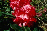 Markeeta's Price rododendron kép