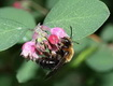 Hóbogyó virága és méh kép