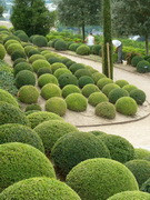 Bukszusok formázása