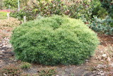 Pinus Strobus 'Minima' kép