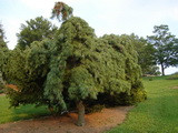Pinus strobus 'Pendula' kép
