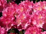 Kalinka rododendron kép