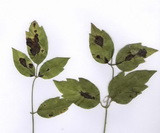 Marssonina clematidis kép