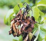 Látványos tűzelhalás Tűzelhalás kép