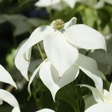 Kínai csillagsom kép