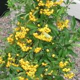 Soleil d'Or Soleil d'Or tűztövis kép