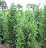 Green Rocket oszlopos leyland ciprus kép