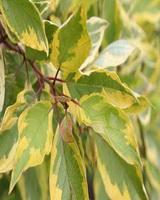 A sárgatarka fehér som részletes leírása és vásárlási lehetőség Spaethii kép