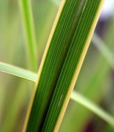 Préri zsinegfű kép