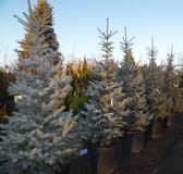 Az Edith ezüstfenyő részletes leírása és vásárlási lehetőség Edith ezüstfenyő kép