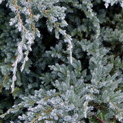 Blue Carpet kúszóboróka kép