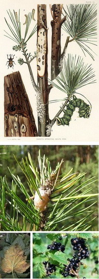 Rovarkártevők, héjrozsda kép