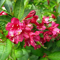 Eva Rathke rózsalonc kép