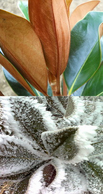 D,D, Blanchard levél nyáron-télen