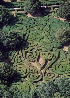 Nyírott bukszus kép