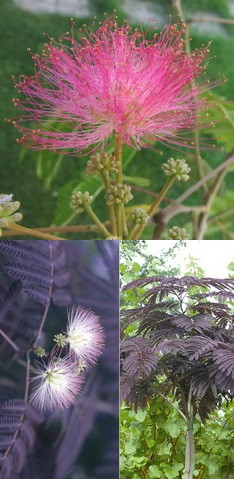 Selyemakác virág kép