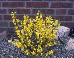 Mini Gold kerti aranyfa kép