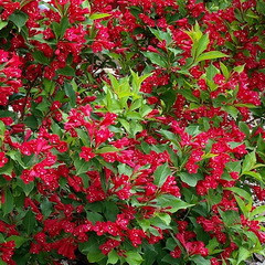 Bristol Ruby rózsalonc kép