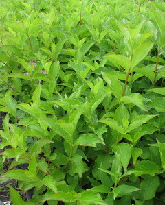 Kínai rózsalonc kép