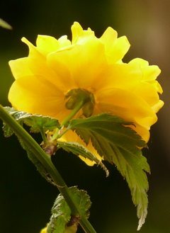 Levél, virág kép