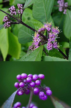 Lilabogyó levele, virága, termése kép