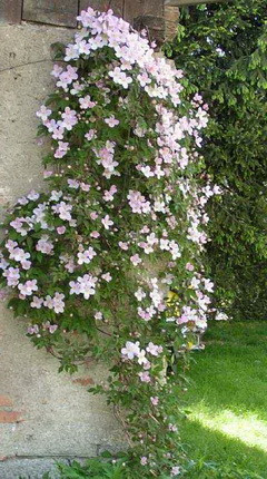 Hegyi iszalag fal mellett kép