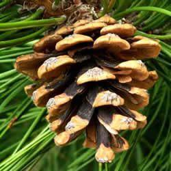 Osztrák feketefenyő toboza Feketefenyő toboz kép