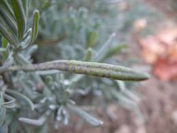 Levendula fóma kép