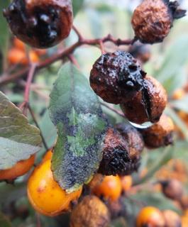 A tűztövis levelét és termését is támadja a gombás fekete foltosodás Gombás fekete foltosodás kép