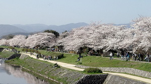 Díszcsereszny Kyotóban kép