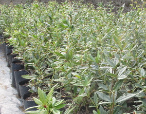 Júlia borbolya edényben kép