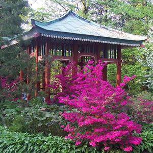 Rododendron császári kertben Rododendron kert kép