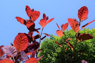 Cserszömörce vörös levelei kép
