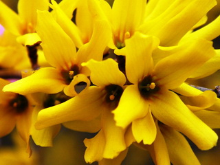Forsythia virág kép