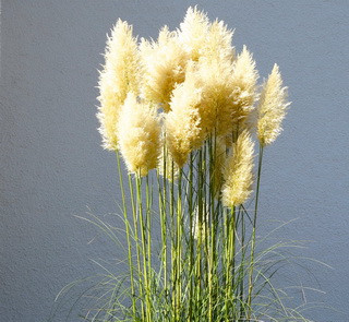 Ezüstös pampafű kép