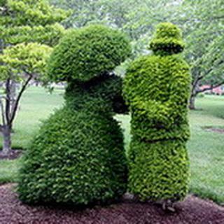 Lomblevelű örökzöld topiary kép