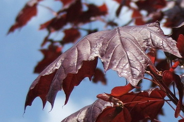 Crimson King vérjuhar vöröses-barna levelei kép