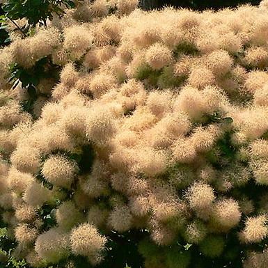 Virágzata Cserszömörce virág kép