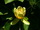 Tulipánfa virág kép