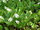 Calla palustris / Sárkánygyökér ikon