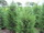 Oszlopos leyland ciprus mini kép