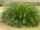 Cycas revoluta