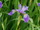 Iris versicolor / Nőszirom ikon