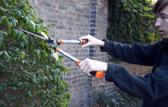 Szabi fagyalt nyes kép