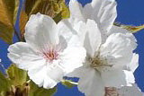Shirotae egyszerű virága kép