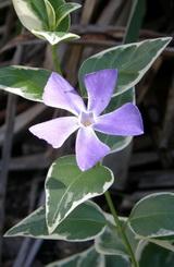 Vinca major 'Variegata' kép