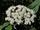 Viburnum rhytidophyllum